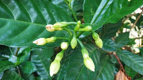 西班牙版女神异闻录《神兽传奇》众筹成功